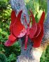 Steelsmith hand crafted steel butterfly